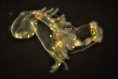 Microscope image of a horseshoe worm by Prof. Dr. Otto Larink